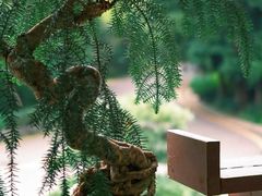 -深圳市中科院仙湖植物园