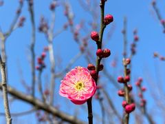 -花开海上生态园