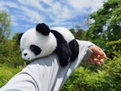 -成都大熊猫繁育研究基地