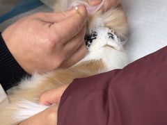 -宠颐生汉谟拉比宠物医院