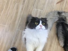 -李小姐の猫咖啡馆(五角场店)