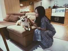 -柴务处·柴犬主题狗咖