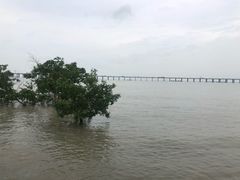 -宝安西湾红树林湿地公园