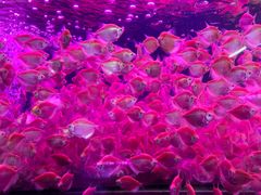 -中环花鸟鱼虫市场