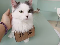 -怪兽屋·羊驼·猫咖·狗咖(俊华广场店)