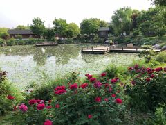 -鹅湖玫瑰文化园