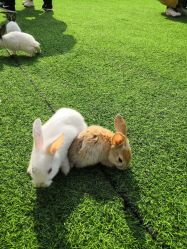 -萌宠亲子动物乐园(槐房万达店)