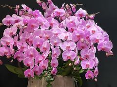 -双季花艺园艺市场(浦东店)