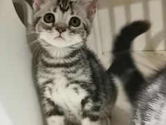 -东方名猫馆·英短金渐层布偶猫舍(环线广场1号楼店)