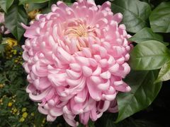 -三圣花乡旅游区