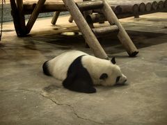 -西安秦岭野生动物园