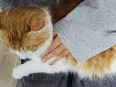 -李小姐の猫咖啡馆(五角场店)