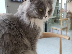 -喵园·猫主题咖啡厅·撸猫·猫咖(国贸店)