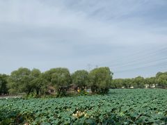 -尚庄度假村·庭台树下·户外烧烤·团建CS·轰趴营地(上庄水库店)