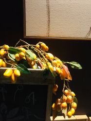 -花隐瑜伽·普拉提·红绳