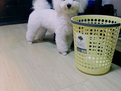 -佳雯宠物医院(四明中路分院)