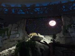 -夜间野生动物园