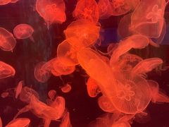 -海合安青岛极地海洋公园