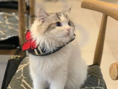 -平行世界·猫咖(首经贸店)