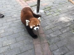 -常州淹城野生动物世界