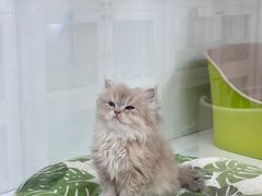 -青奢宠物·青奢猫舍