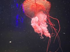 -亚龙湾海底世界