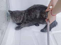 -十年猫舍·猫咪专门店(普陀店)