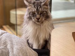 -瞄一喵猫咖(格力海岸店)