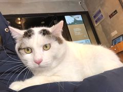 -PETKIT 小佩宠物·低压洗护·美容·寄养(安远店)