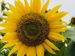 -GAONNURI加温努力(马场店)