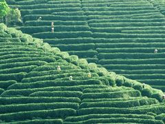 -龙坞茶村