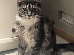 -飞行喵MR PILOT|猫舍·猫咖(静安大融城店)