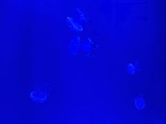 -贝林大翅鲸简餐厅(国家海洋博物馆店)