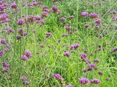 -紫颐香薰山谷景区