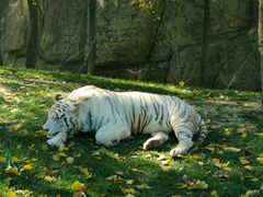 -北京野生动物园