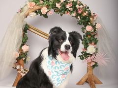 -超宠爱宠物摄影-Super pet