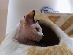 -藏猫猫咖啡主题馆(中央大道店)