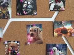 -1013 PET SHOP 宠物商店(近铁城市广场店)