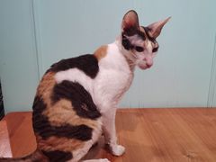 -猫小院猫主题餐厅(三里屯店)