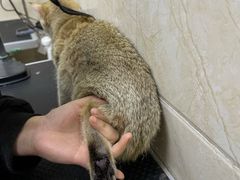 -美联众合动物医院·24h京西诊疗中心