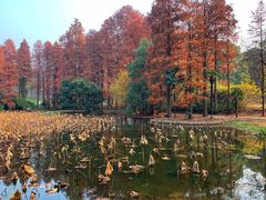 -东湖磨山景区