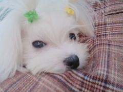 -房东的猫宠物生活馆