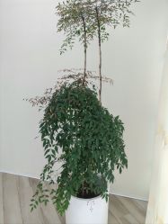 -HEYAN荷妍专业脱毛连锁机构