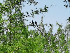 -黄海国家森林公园