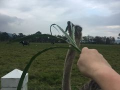 -叹息桥