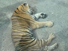 -大连森林动物园