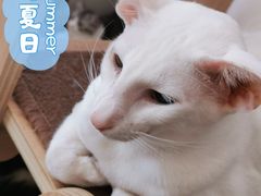 -飞行喵MR PILOT|猫舍·猫咖(静安大融城店)