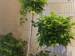 -涟LIAN·泰式按摩·MASSAGE·SPA(深业上城店)