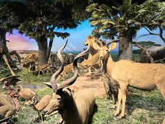 -国家自然博物馆