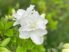 -中国科学院华南植物园